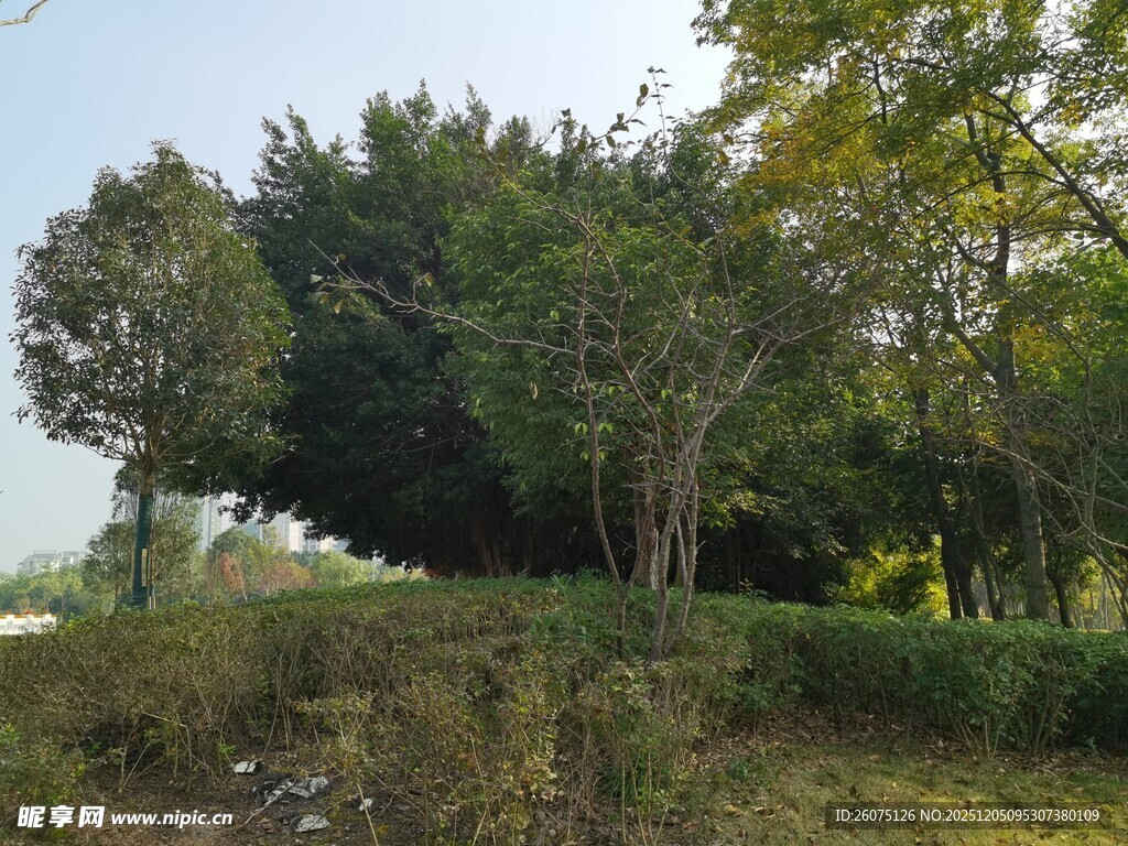 郊外葱郁树林景观