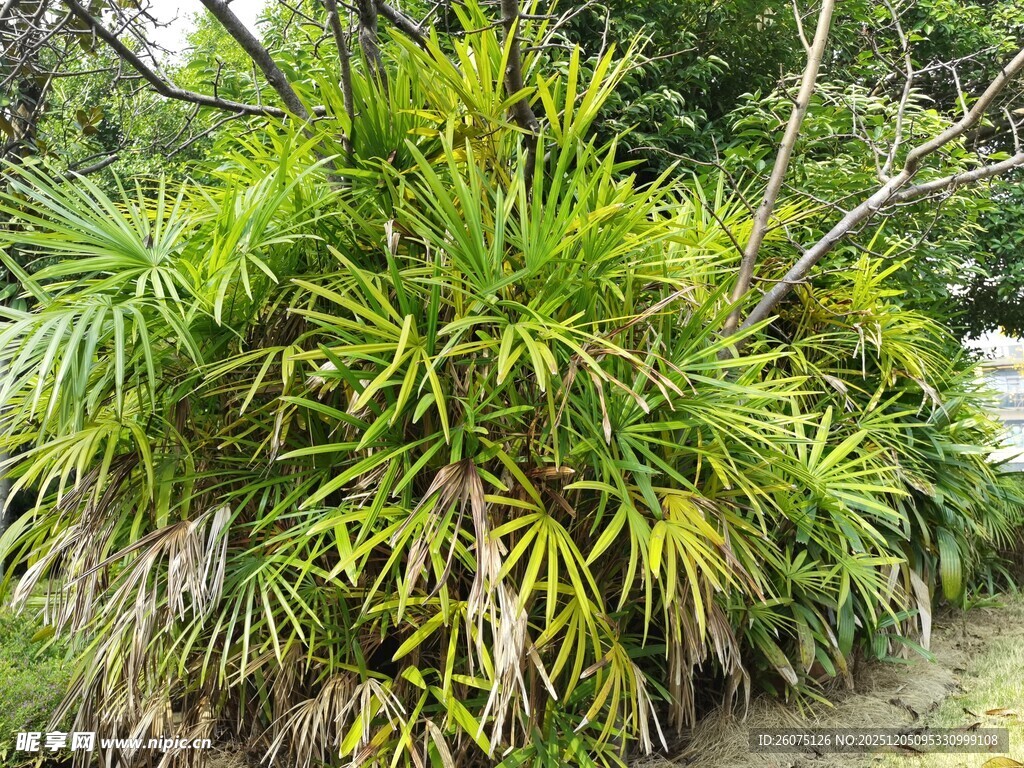 翠绿繁茂的丛生植物