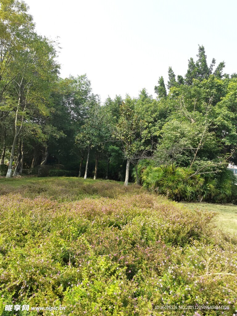 野外绿意盎然的草地树林