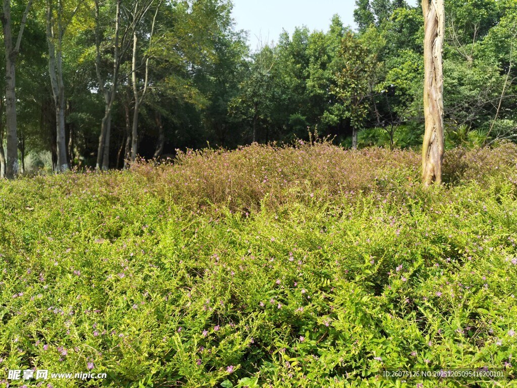 茂密绿植中的林间景象