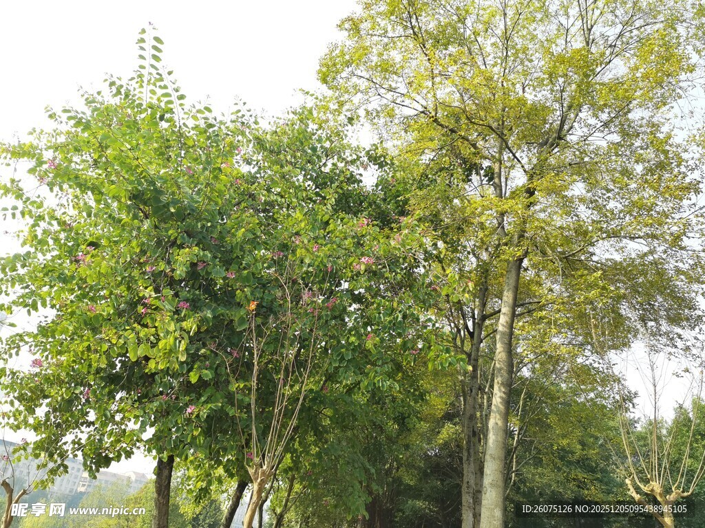 绿树成荫的自然景致