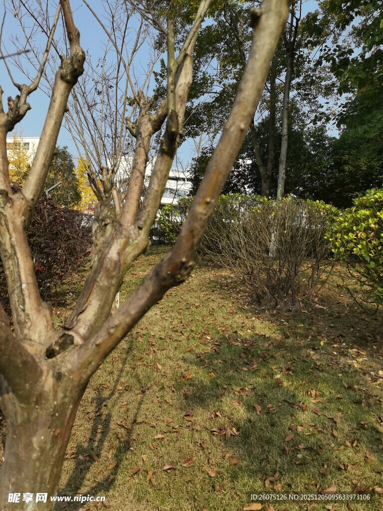 冬日枯树旁的静谧景致