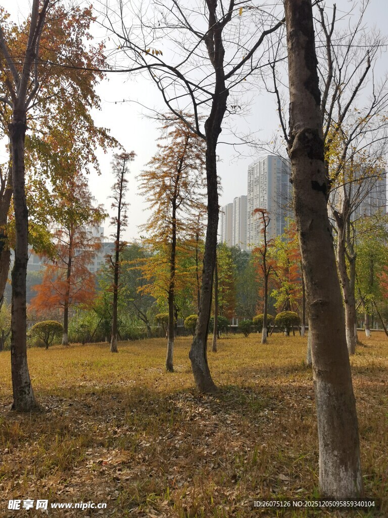 秋日公园落叶树木景致