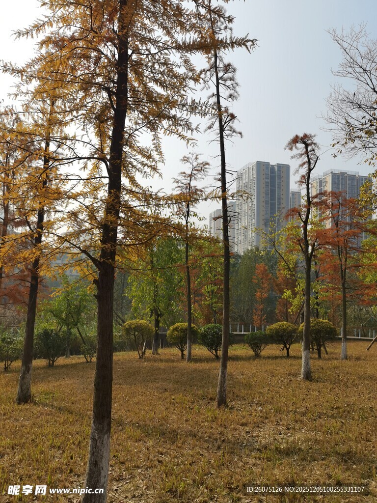 秋日公园树林与高楼景致