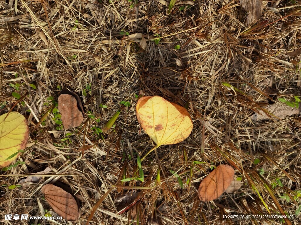 落叶铺地的自然景象