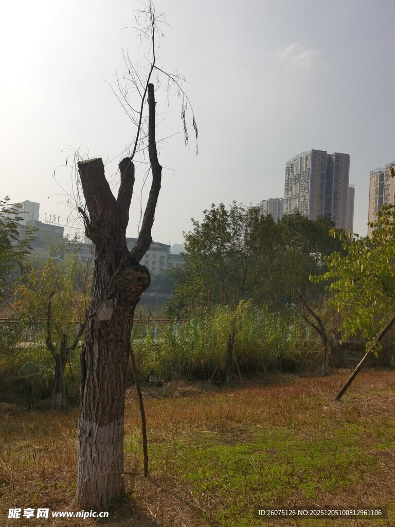 枯树立于城市绿地间