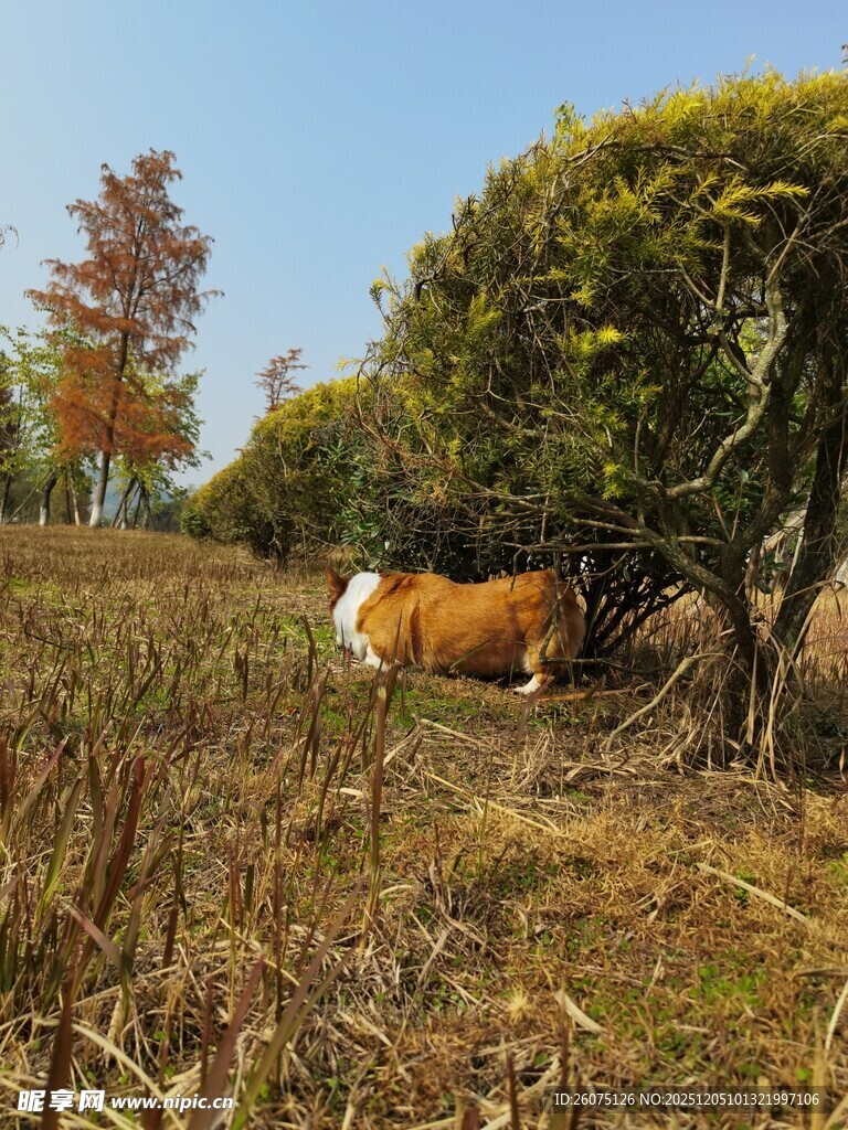 田野间的牛与秋日景致
