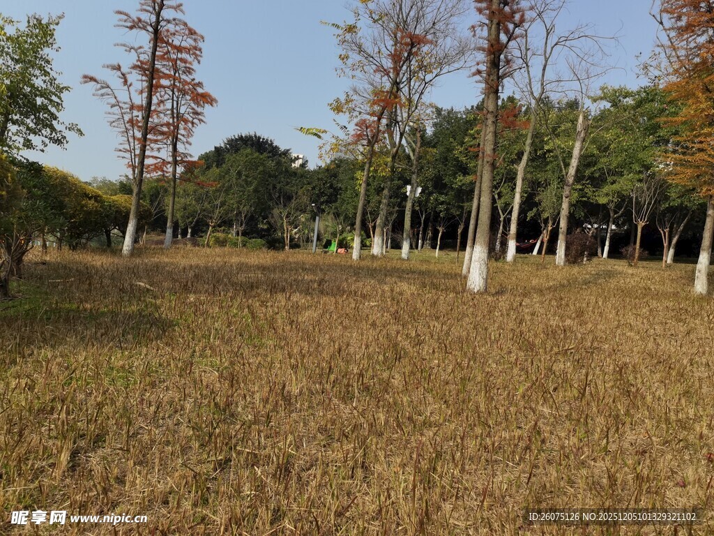 秋日草地树林风景