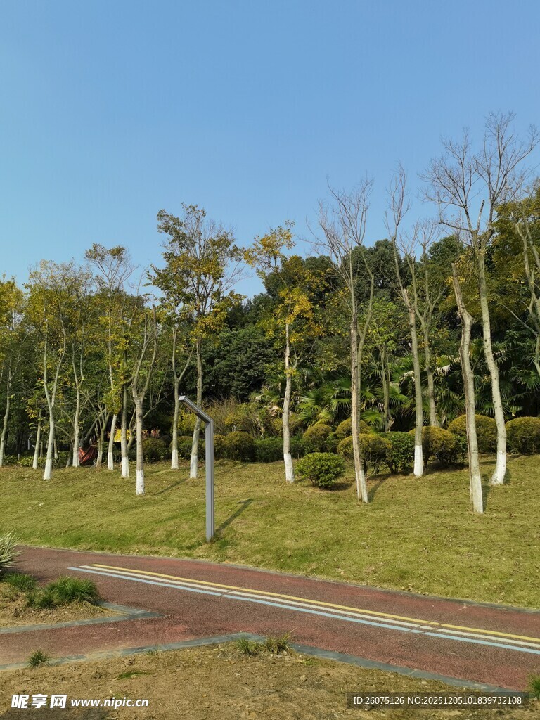 秋日林间小路绿意盎然