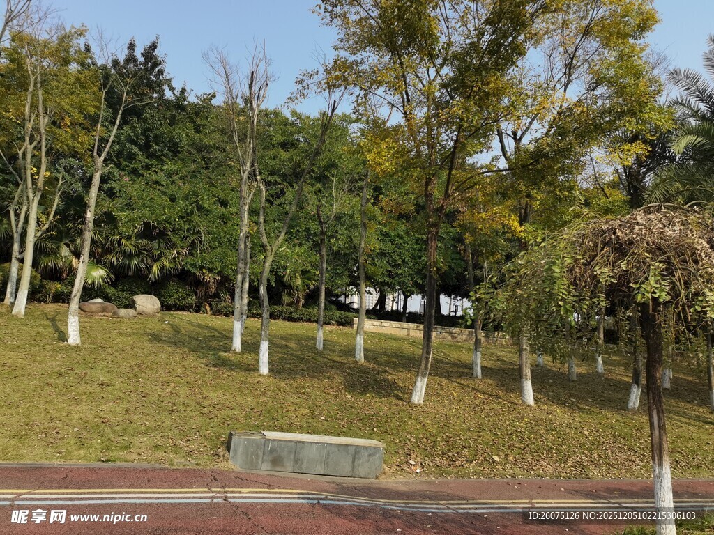 公园静谧草地与树木景观