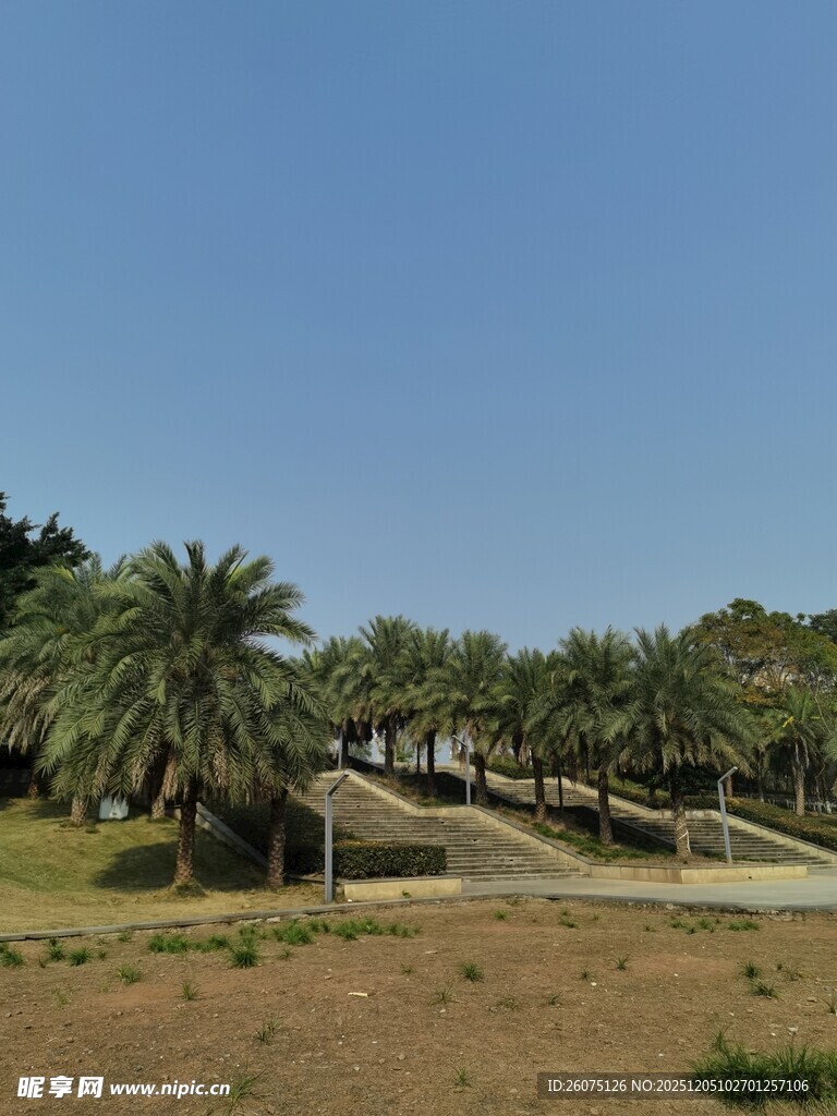 椰林成排的开阔户外风光