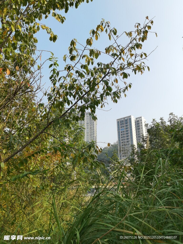 透过枝叶望城市高楼