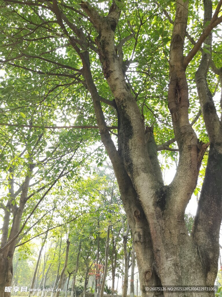林荫大道的粗壮树木