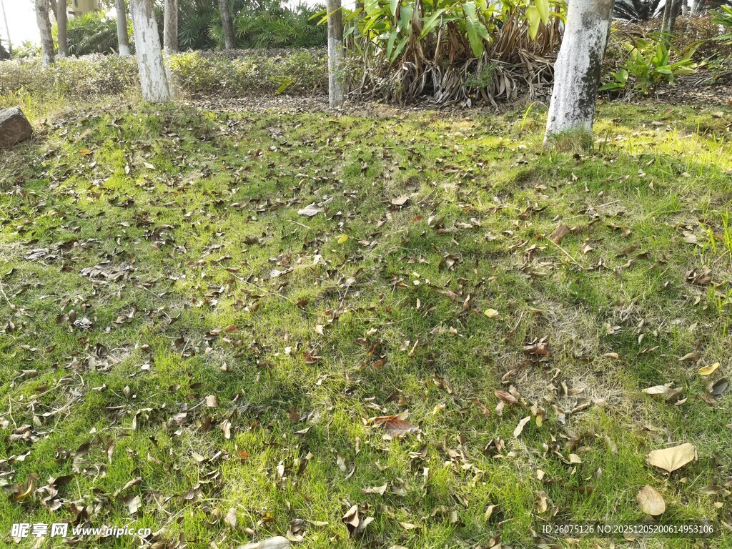 绿意盎然的草地与树木