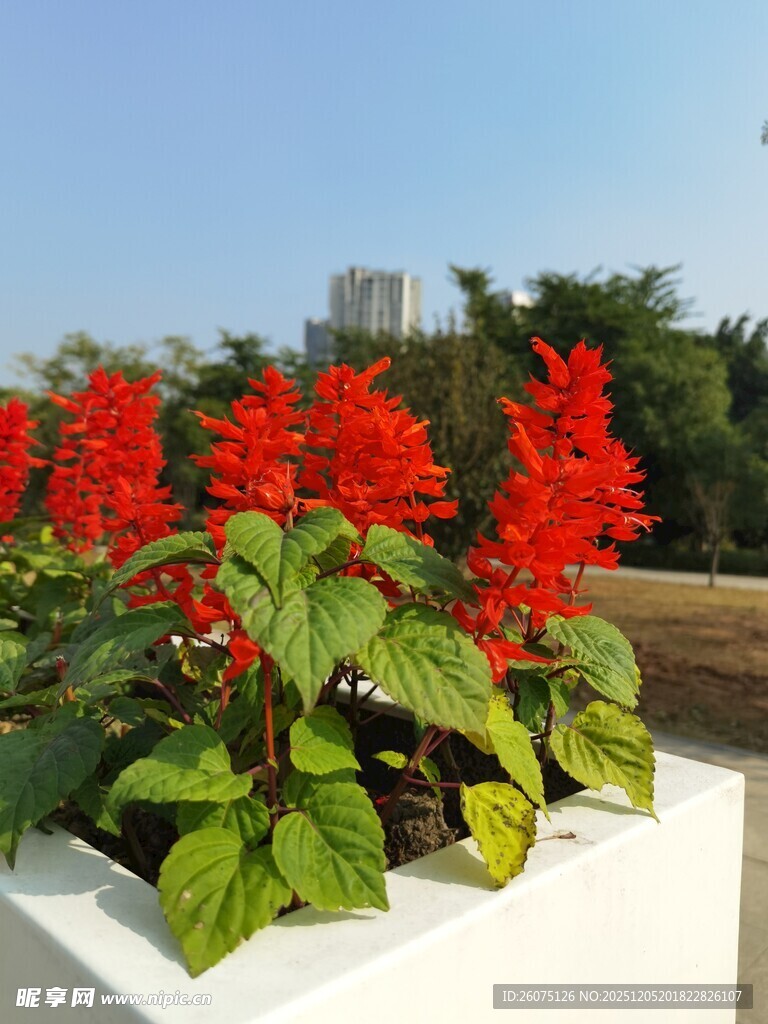 白色花器中的鲜艳串串红