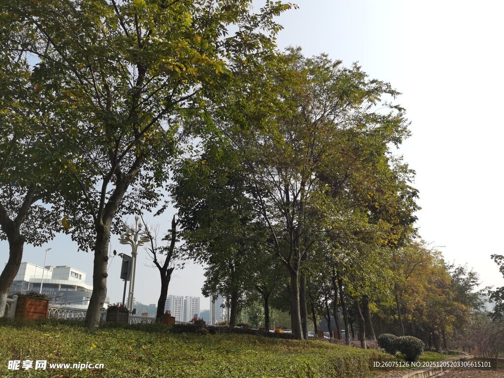 林荫草地风景图