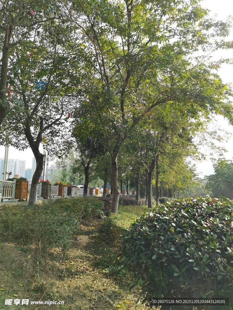 林间小道旁的绿植景观