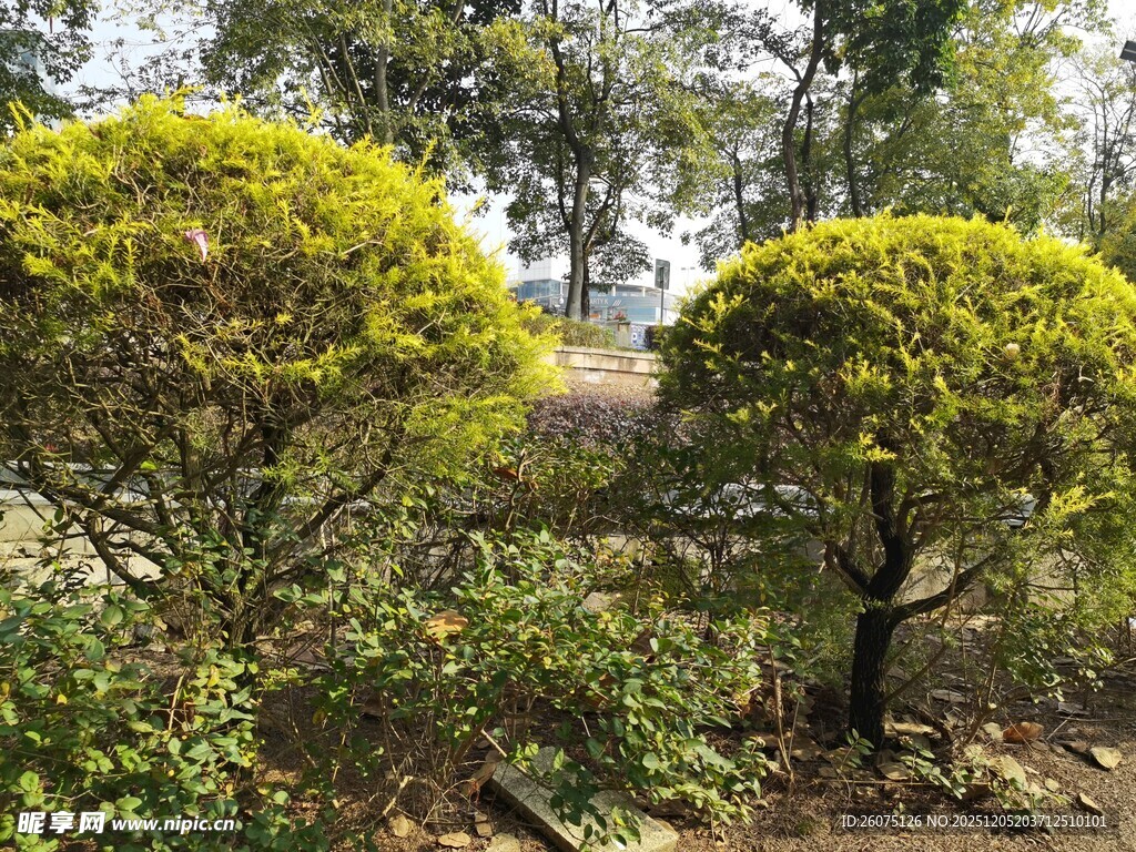 绿意盎然的球形灌木景观