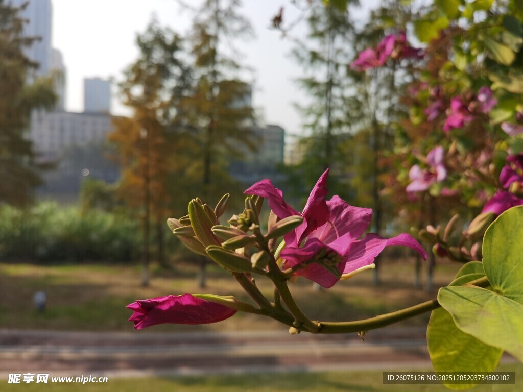 公园中绽放的娇艳粉色花朵