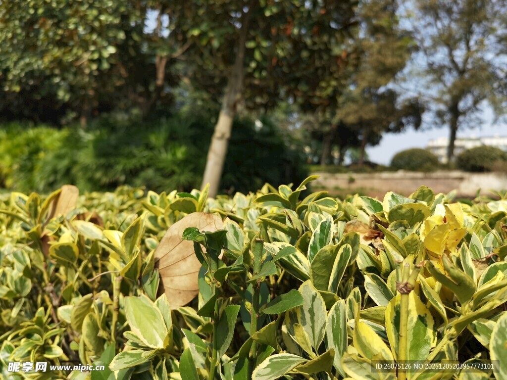 多彩叶片植物景观