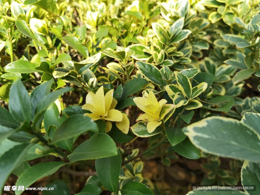 绿叶丛中的黄色小花