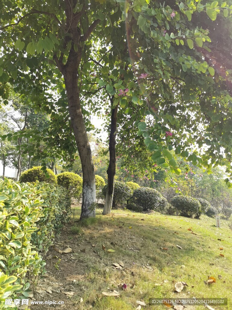 林间草地绿意盎然景色美