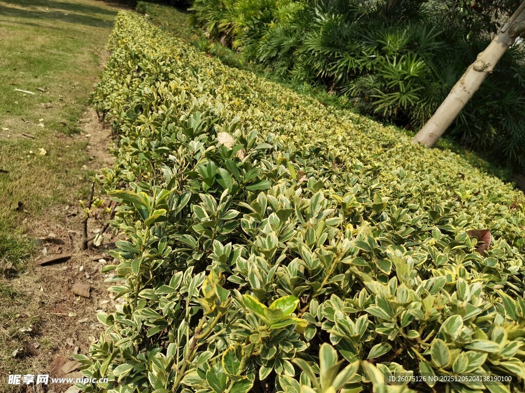 整齐绿植灌木丛景观