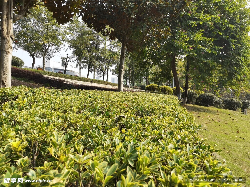 绿意盎然的园林景观