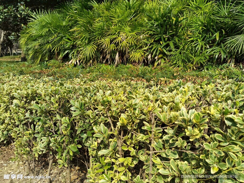 绿叶繁茂的植物景观
