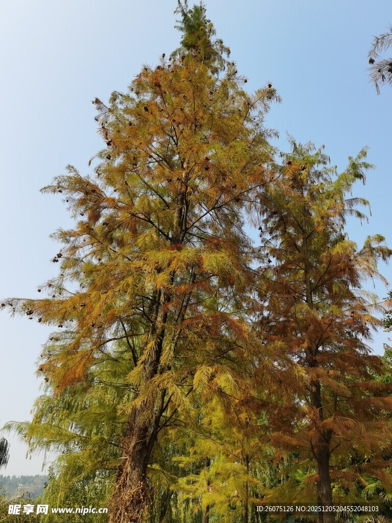 秋日金黄树木风景