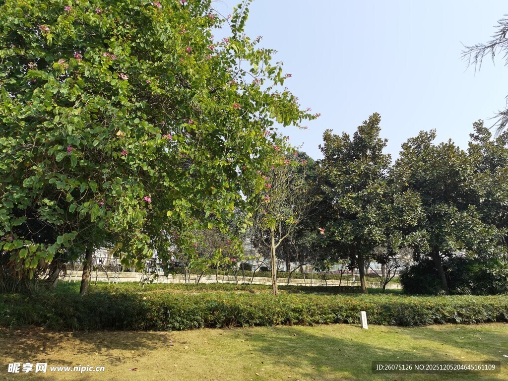 绿意盎然的户外园林景观