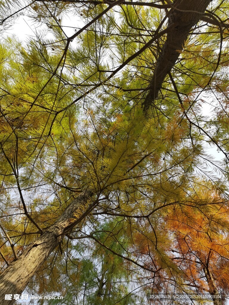 仰观秋日斑斓树梢