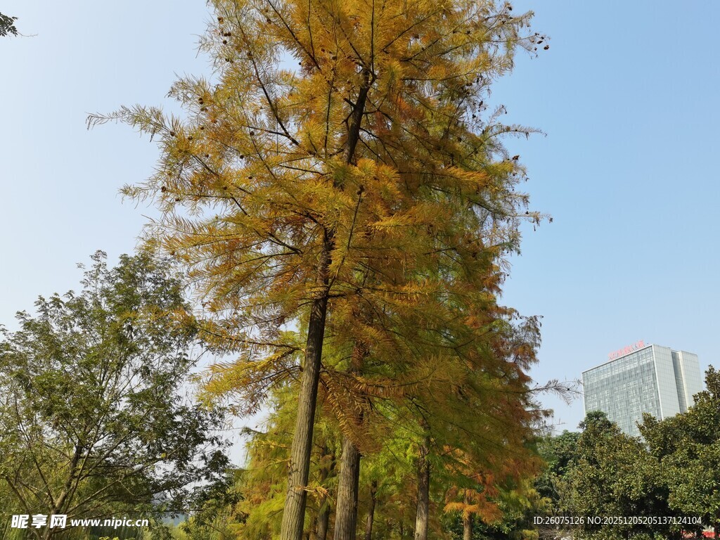 秋日金黄银杏树风景