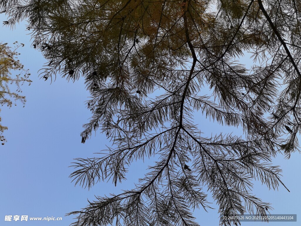 仰视松枝蓝天