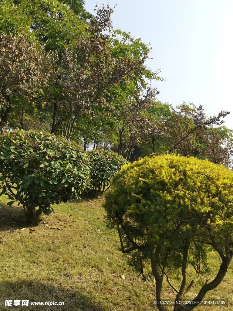 绿意盎然的园林景观