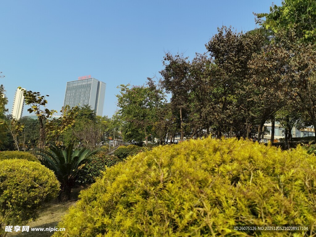 城市中的葱郁绿植景观