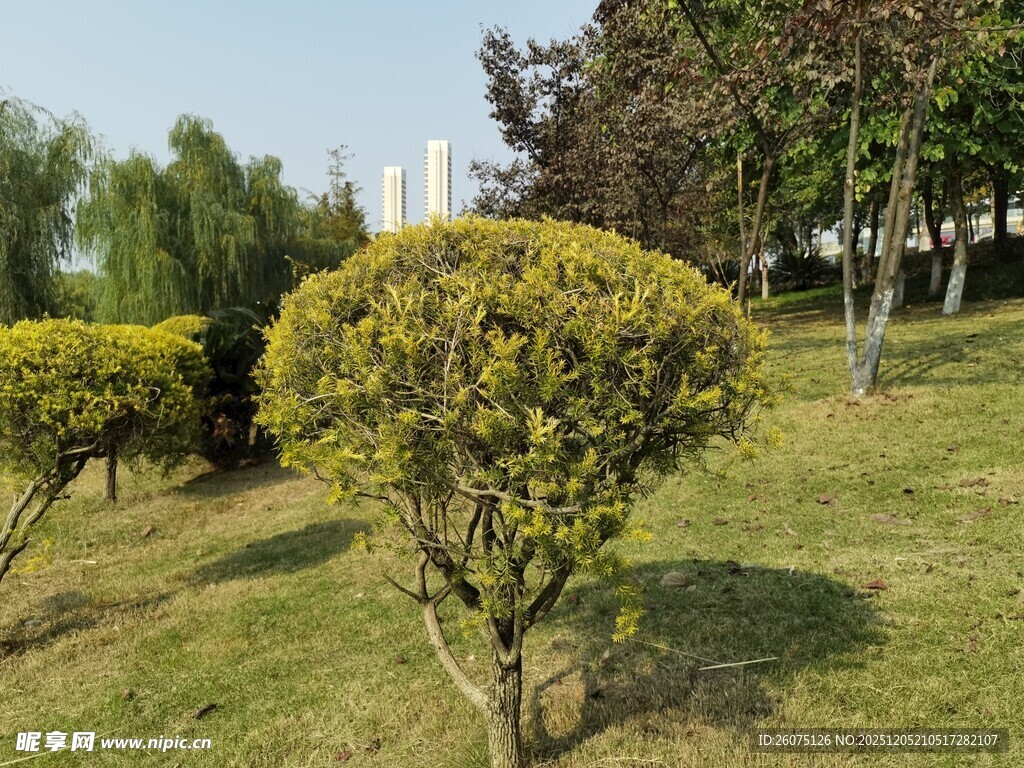 修剪整齐的园林灌木景观