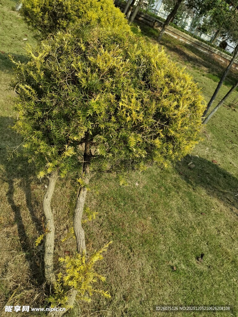 弯曲黄冠树木景观