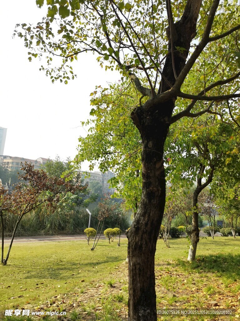 秋日公园绿树草地景致