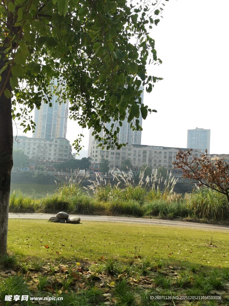 城市绿地中的静谧风景