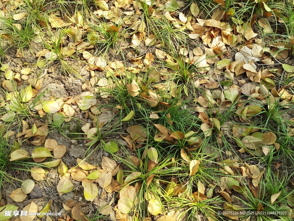 地面散落的黄绿相间树叶