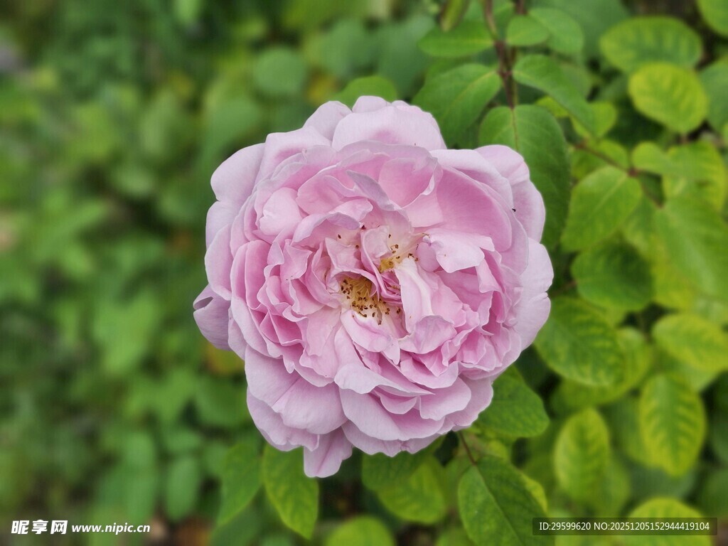 粉色蔷薇绽放绿叶间