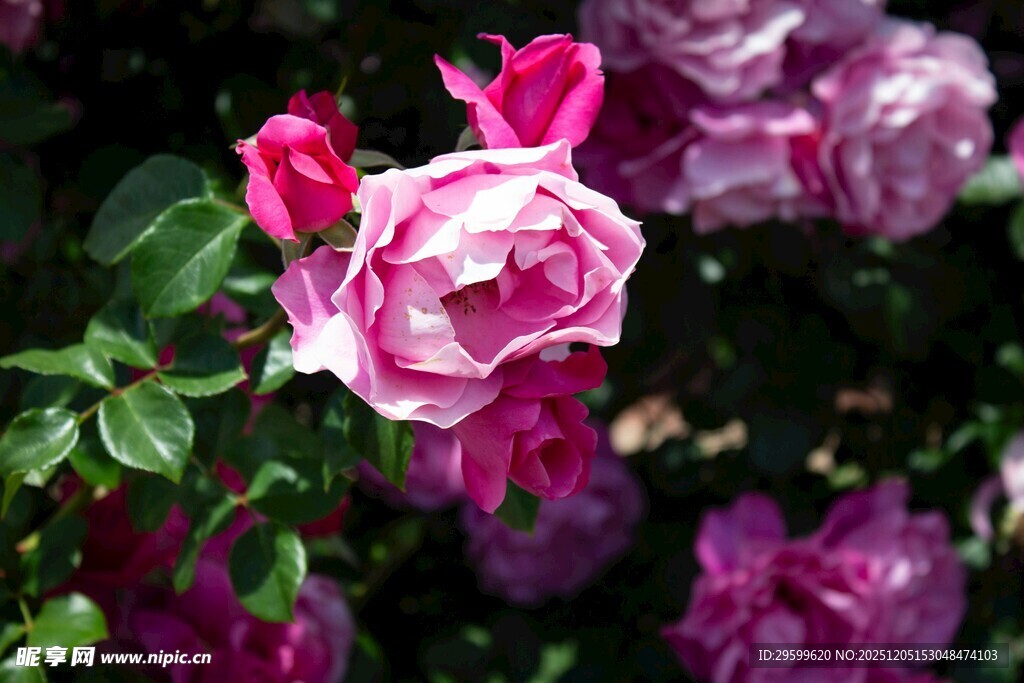娇艳绽放的粉色月季花