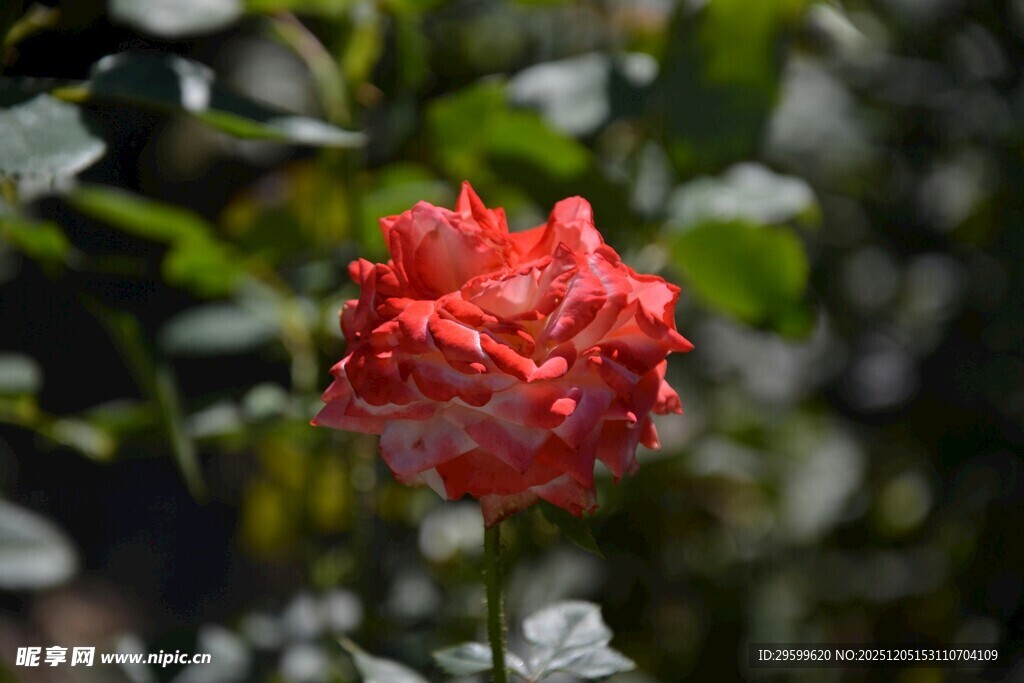 娇艳红玫瑰绽放