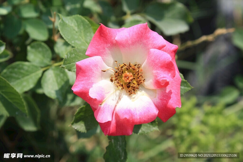 娇艳双色月季花