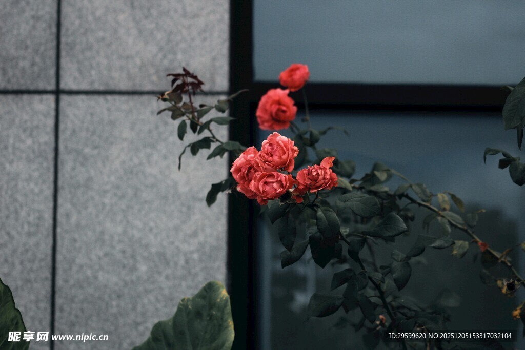 墙边绽放的艳丽红色花朵