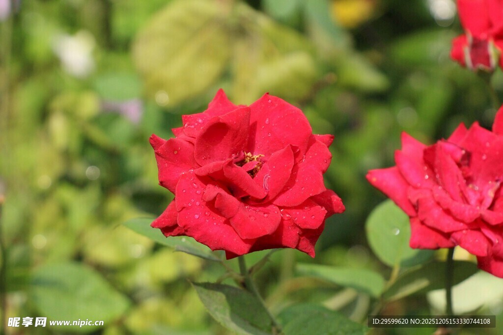 娇艳红玫瑰绽放于绿野
