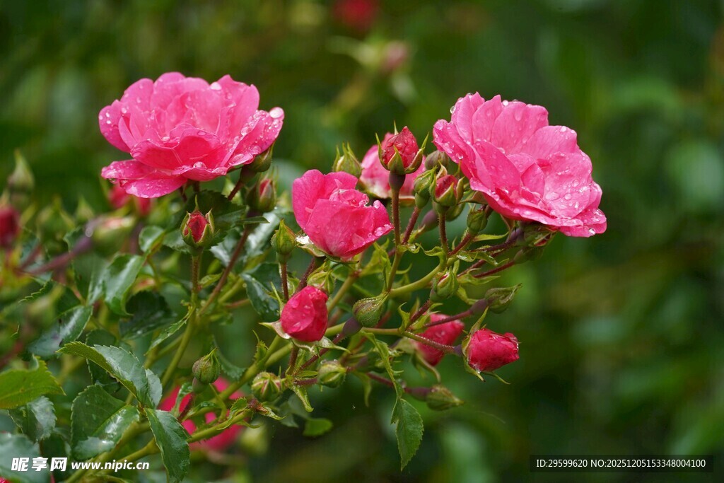 娇艳绽放的粉色月季花