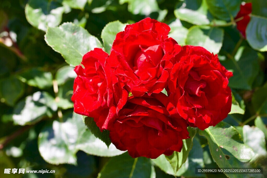 娇艳红玫瑰绽放绿叶间