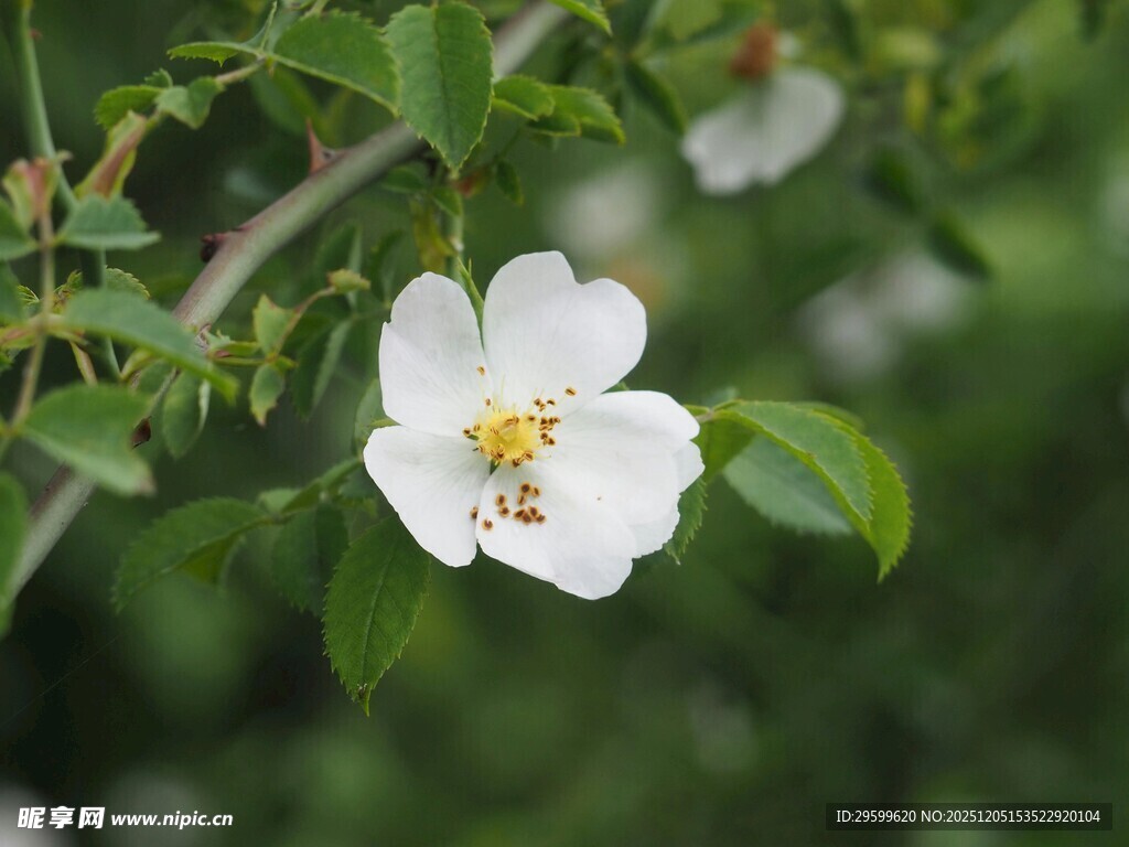 单朵白蔷薇绽放枝头